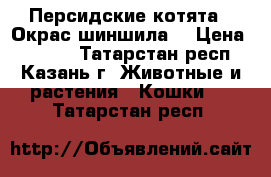 Персидские котята . Окрас шиншила. › Цена ­ 3 000 - Татарстан респ., Казань г. Животные и растения » Кошки   . Татарстан респ.